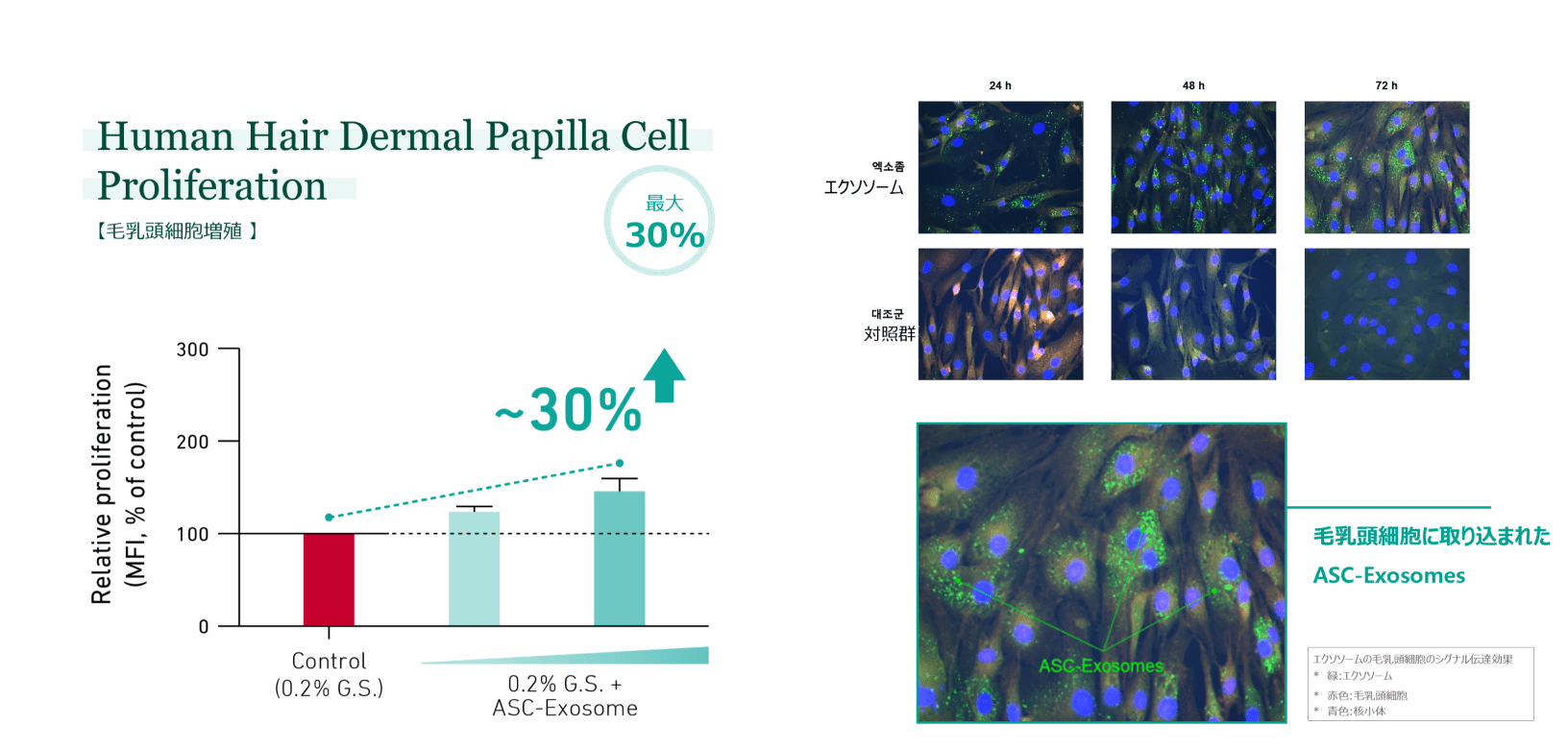 毛髪の成長を促す栄養素・毛乳頭細胞の図