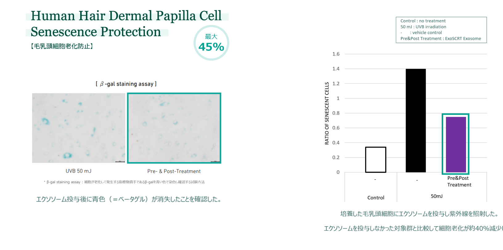 成長期の持続のグラフ