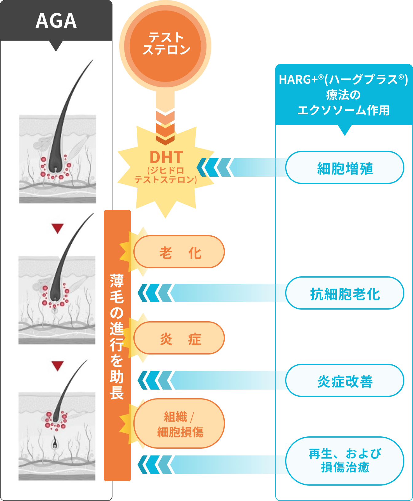 エクソソースが毛根に与える効果イメージ図